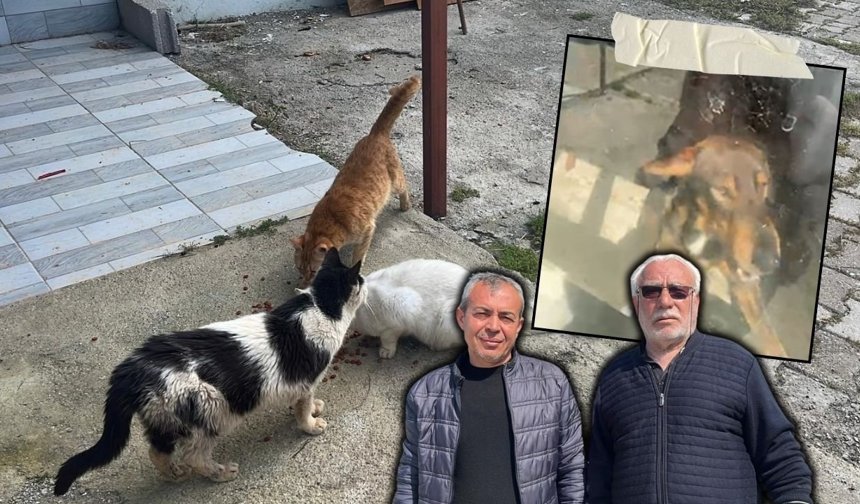 Antalya’da skandal! Evde kapalı tutulan hayvanlar kurtarıldı