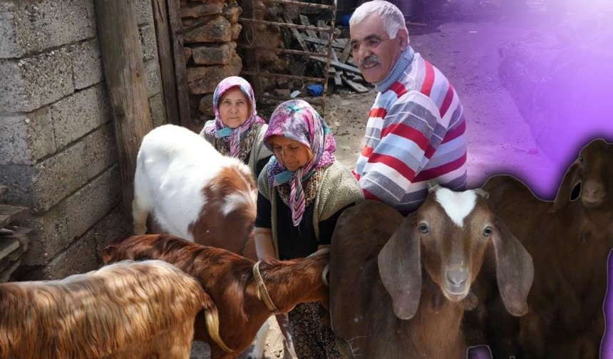 Antalya’da keçi yetiştiricilerine otlak engeli: “Hayvanlarımız telef oldu”