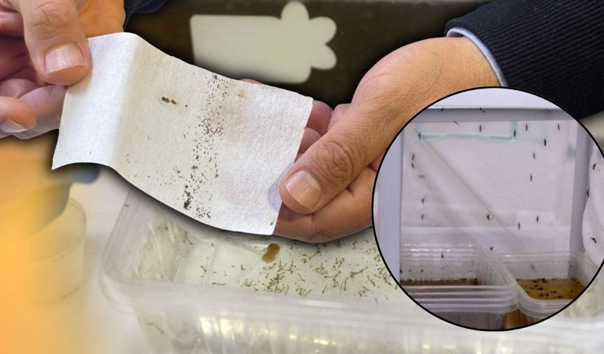 Yağışların ardından Antalya'da sivrisinek riski kapıda!