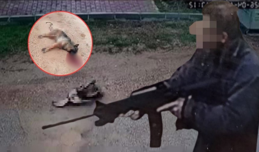 Antalya'da kavga eden köpeklerden birini tüfekle vurdu! İşte o anlar