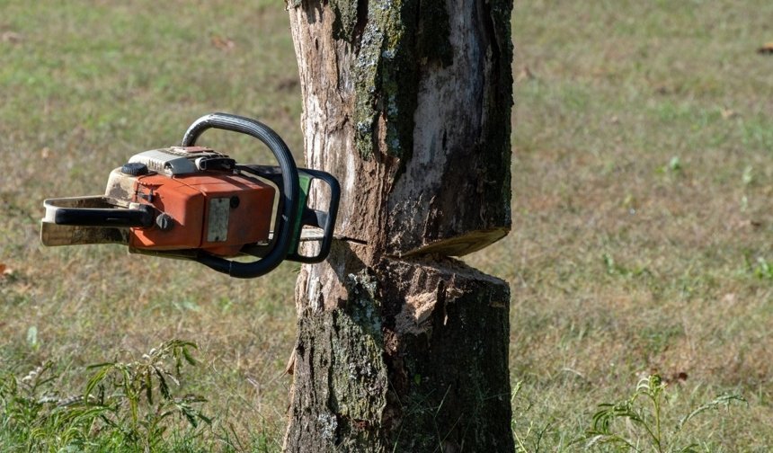 Antalya'da kesim sırasında üzerine ağaç devrilen adam hayatını kaybetti!