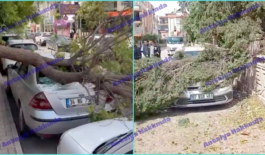 Antalya’da fırtına ağaçları devirdi, araçlar zarar gördü!