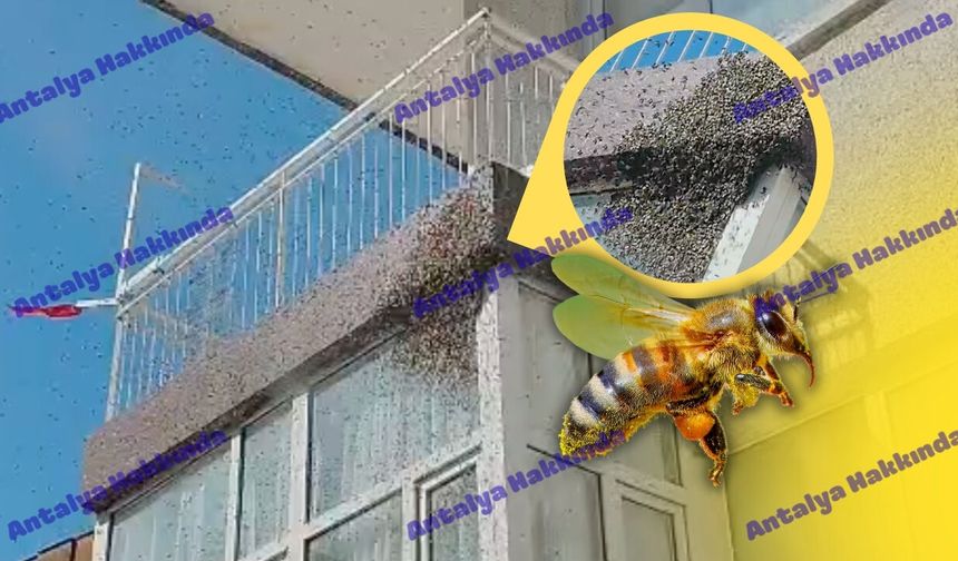 Antalya'da arılar evi istila etti: Görüntüler belgeselden değil apartmandan!