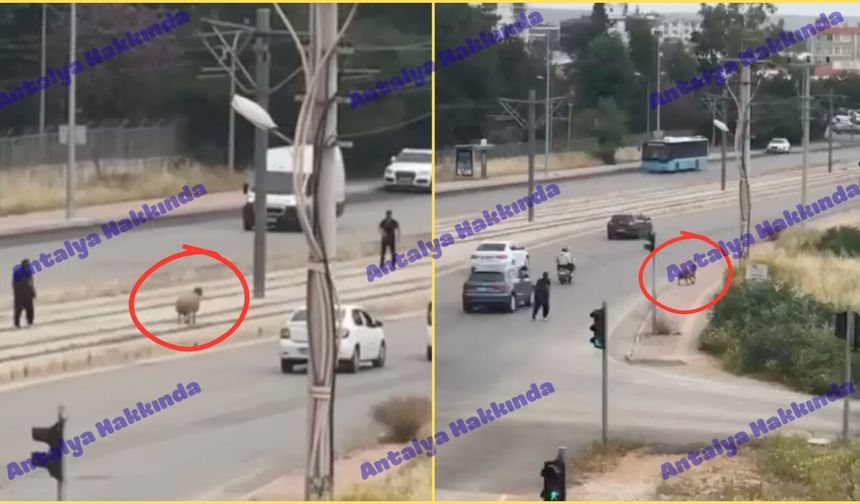 Antalya’da kaçan koyun caddeyi birbirine kattı