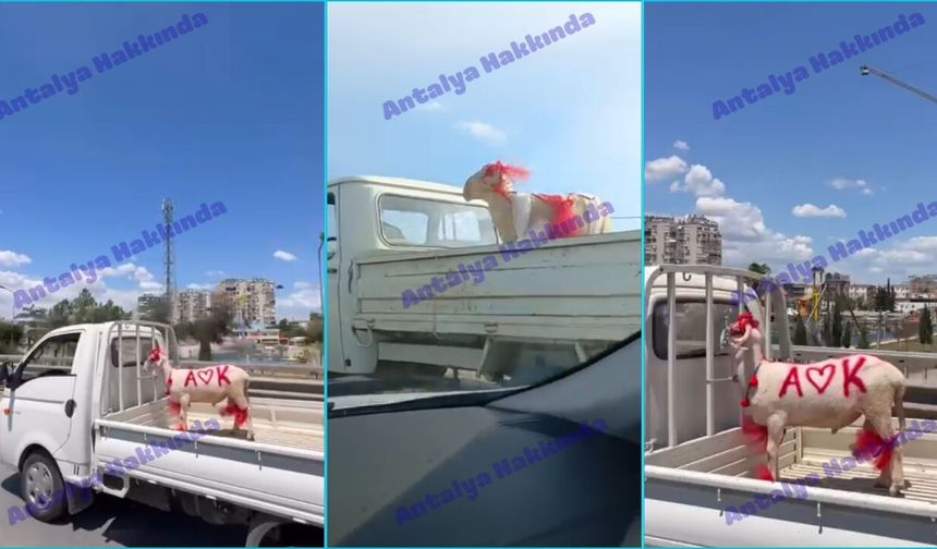 Antalya’da bayram heyecanı yollara taştı! Süslü kurbanlıklar görüntülendi