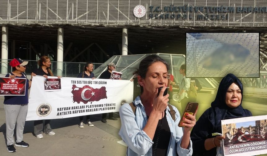 Antalya'da hayvanseverler ayakta! "Tel ağ sistemi güvercinlerin ölümüne neden oluyor"