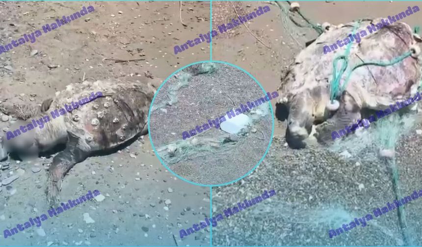 Antalya'da 2 caretta caretta telef olmuş halde bulundu!
