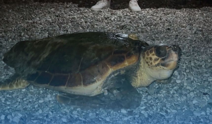 Konyaaltı'nda dev caretta caretta görüntülendi!