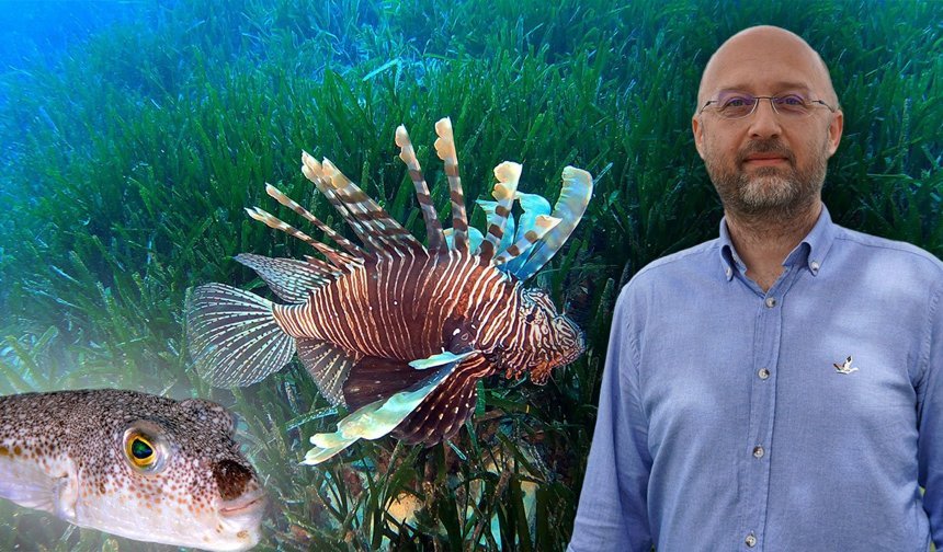Akdeniz'de yerli türler tehdit altında!