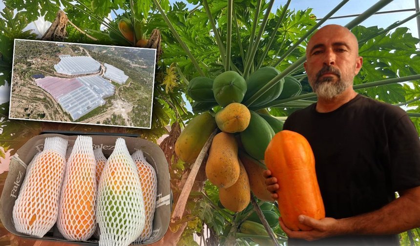 Antalya'da papaya hasadı başladı: Tropikal meyvede talep katlanıyor!