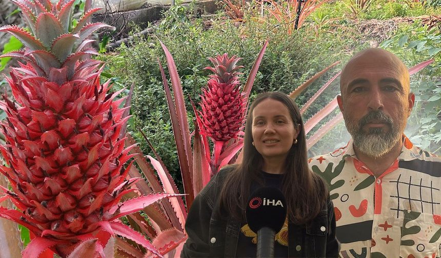 Antalya'da tropikal üretim çeşitlendi: İlk meyve topaları üreticiyi umutlandırdı!