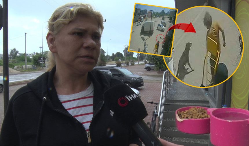 Antalya'da kediyi ezip, köpeği tekmeleyen şahıs gözaltına alındı!