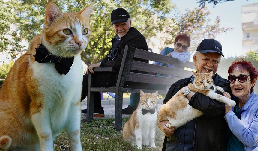 Antalya'da papyonlu kedi ‘Foça’ hayatlarını değiştirdi: “Onsuz bir yaşam düşünemiyoruz”