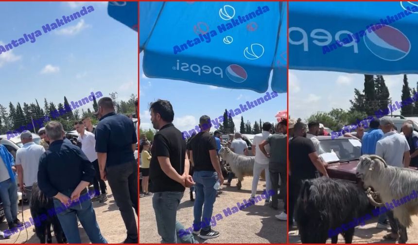 Antalya’da ilginç takas: Keçiyle otomobili değiştirdiler!