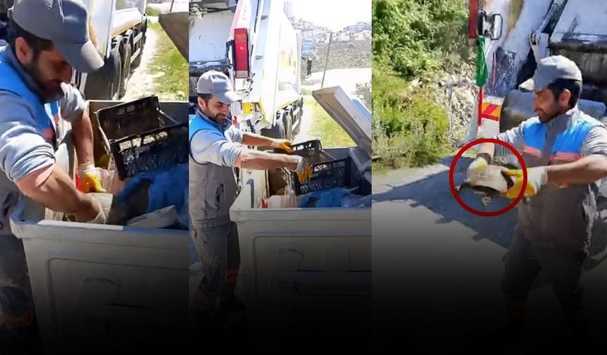 Alanya'da kaplumbağa kurtarıldı: Çöpe atılmış!