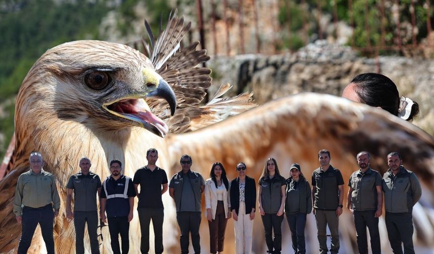 Antalya’da yaralı Kızıl Şahin tedavisinin ardından özgürlüğe uçtu!