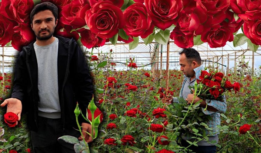 Antalya’da gül üreticisi dertli! Sera ile vitrin arasında uçurum var