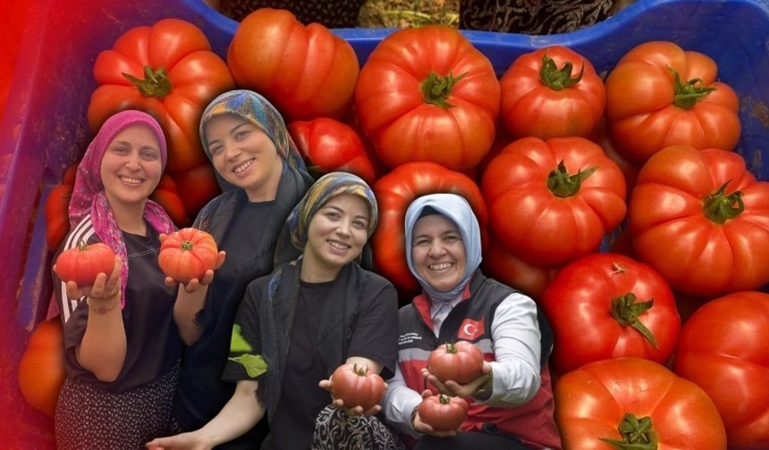 Antalya'da domates mesaisi! Genç çiftçiden ilk hasat