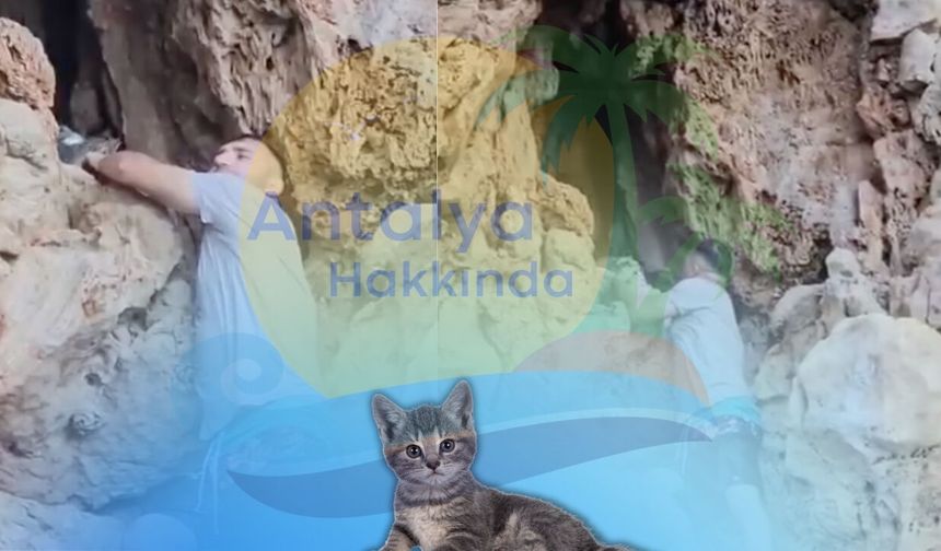 Antalya’da can dosta sabah operasyonu: Hayvanseverler kurtardı!