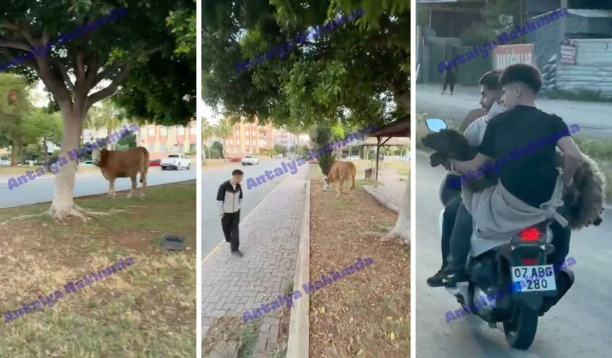 Antalya'da Kurban Bayramı hareketli başladı! Motosikletli kuzu ve firari dana kamerada
