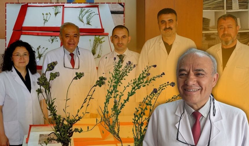 Orta Toroslar'da keşfedildi: Antalya, Konya ve Karaman'dan bilim dünyasına 4 yeni bitki türü