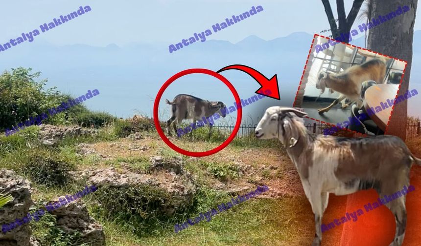 Antalya’da kurban mesaisi erken başladı: Kaçan keçi kamerada!