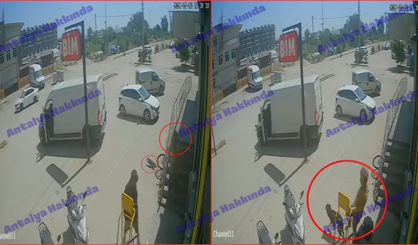 Antalya’da kediyi ezip köpeği teklemedi! O anlar kamerada