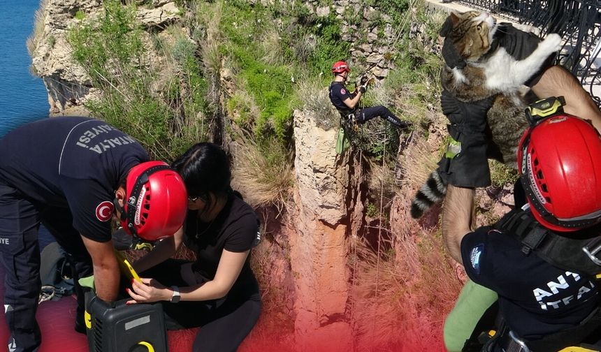 Antalya'da falezlerde mahsur kalan kedi kurtarıldı!