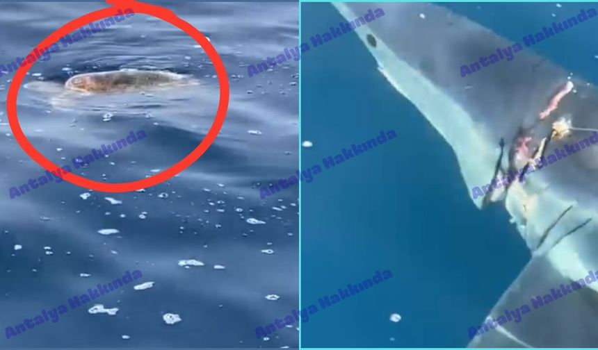 Antalya'da caretta caretta ile köpekbalığının mücadelesi kamerada!