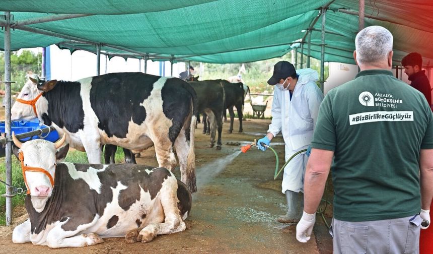 Antalya'da bayram öncesi kurbanlık satış alanları ilaçlanıyor