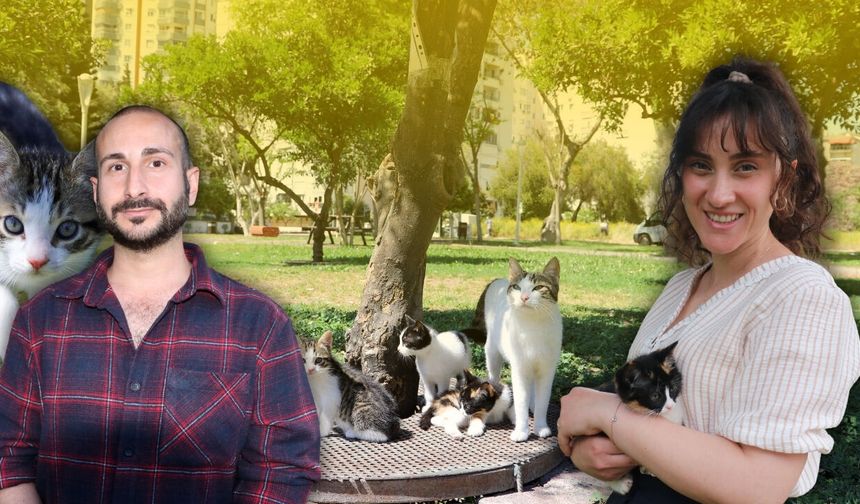 Antalya'da mazgaldan kurtarılan kedilere yuva aranıyor!