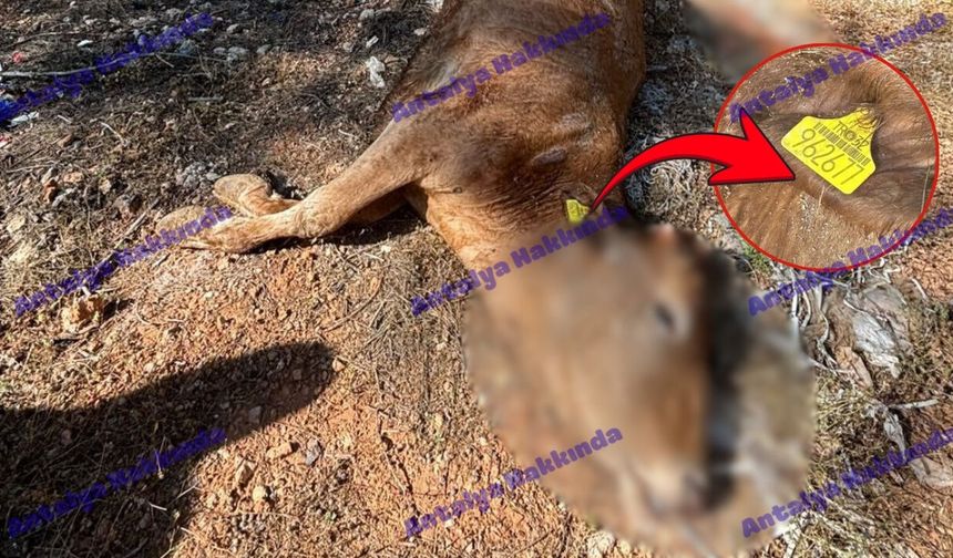 Antalya'da ormanlık alanda ağaca bağlı ölü büyükbaş hayvan bulundu!