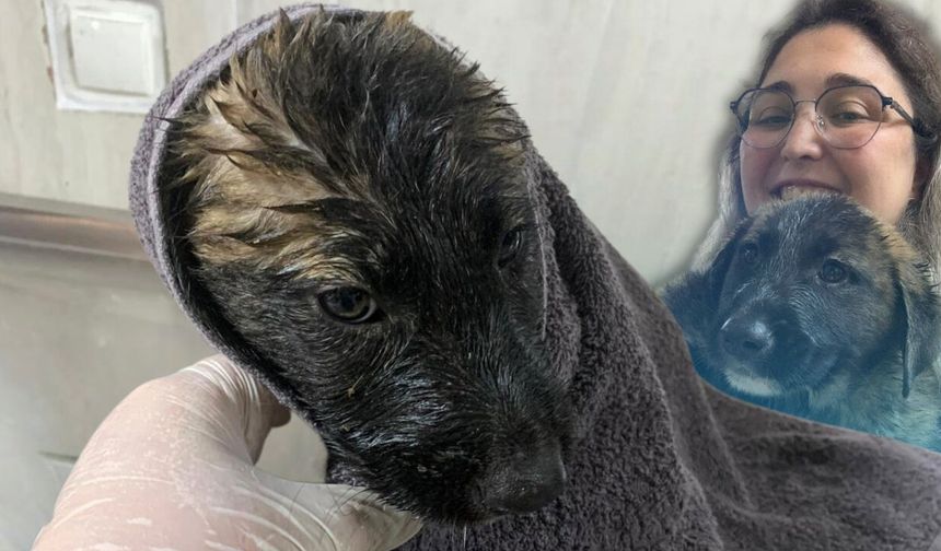 Antalya'da su kanalında mahsur kalan köpekler kurtarıldı!