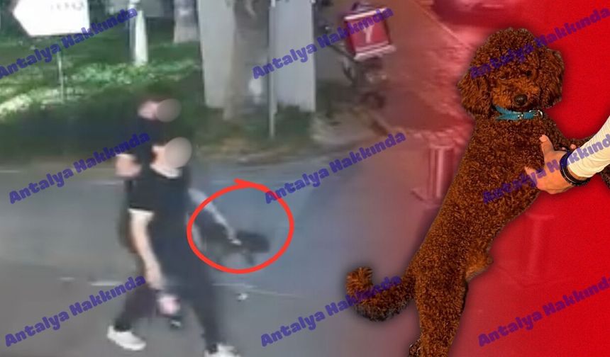 Antalya'da köpek hırsızları kamerada!