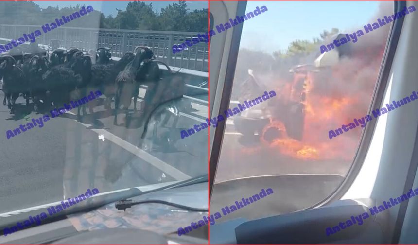 Antalya'da hayvan yüklü kamyonet alev topuna döndü! İşte o anlar