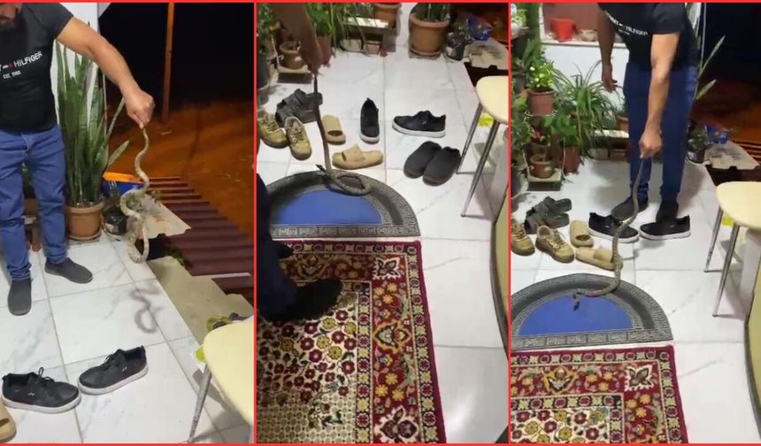 Antalya'da evine giren yılanı doğaya bıraktı: "Evime gelme bak kafanı ezerim"