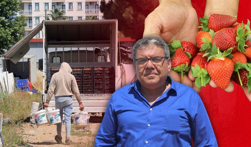 Antalya'da çilek hasatı devam ediyor: Halde 25-30, markette 150 TL!