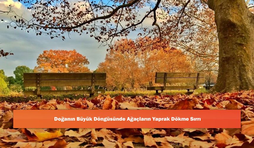 Doğanın Büyük Döngüsünde Ağaçların Yaprak Dökme Sırrı