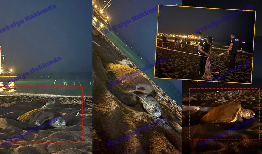 Antalya sahilinde o anlar heyecan yarattı: Ekipler seferber oldu!