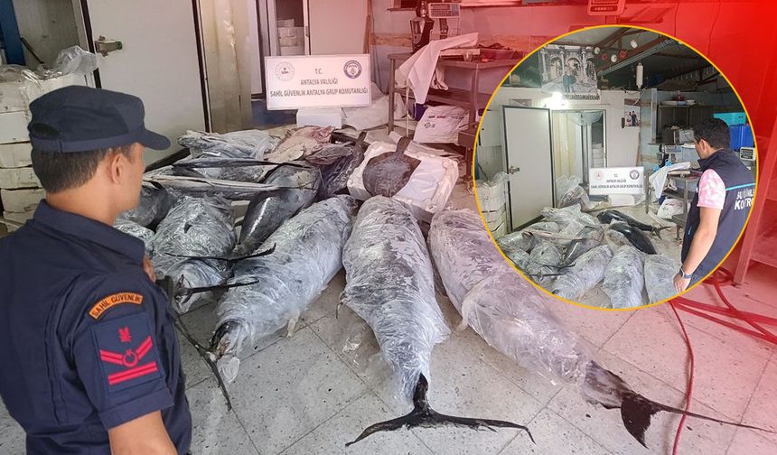 Antalya'da depo baskını: Avlanması ve satışı yasak balıklara el konuldu