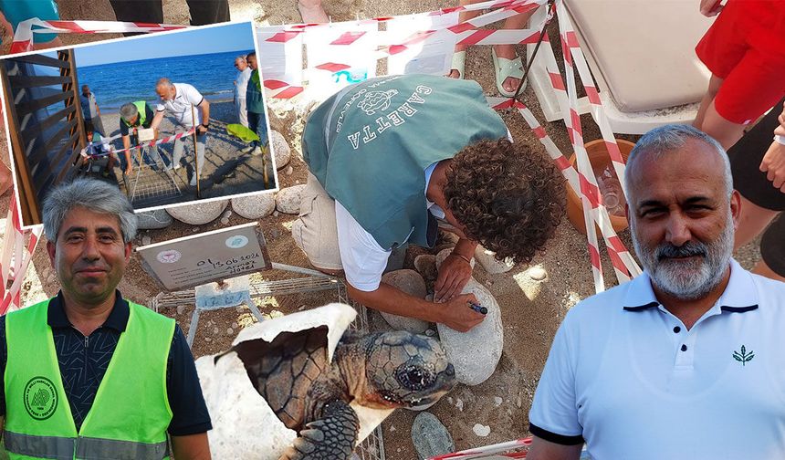 Antalya kıyılarında sevindiren gelişme: 38 deniz kaplumbağası yuvası koruma altında!