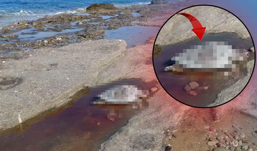 Antalya sahillerinde üzücü görüntü: Caretta carettalar ölü bulundu