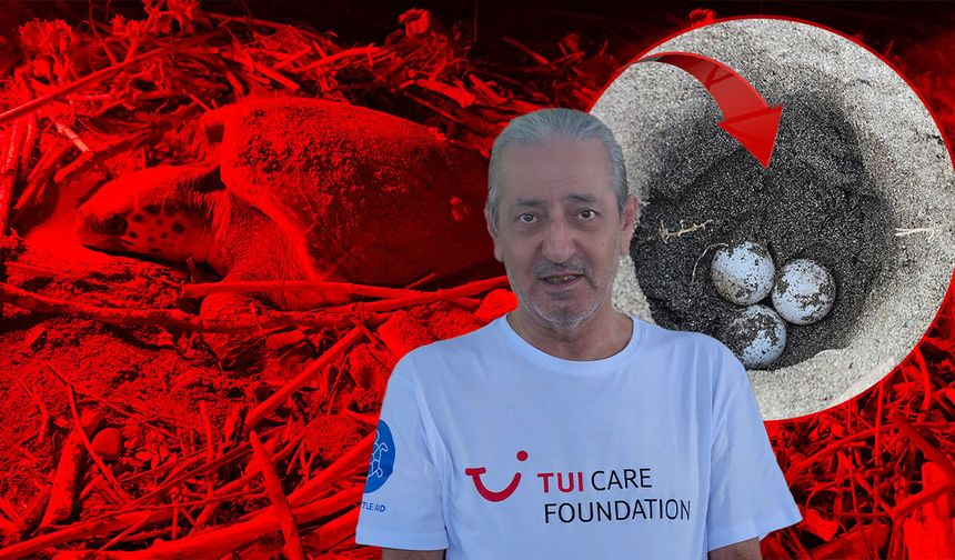 Antalya'da caretta caretta yuvalarında hareketlilik: Sayı bin 200'e ulaştı