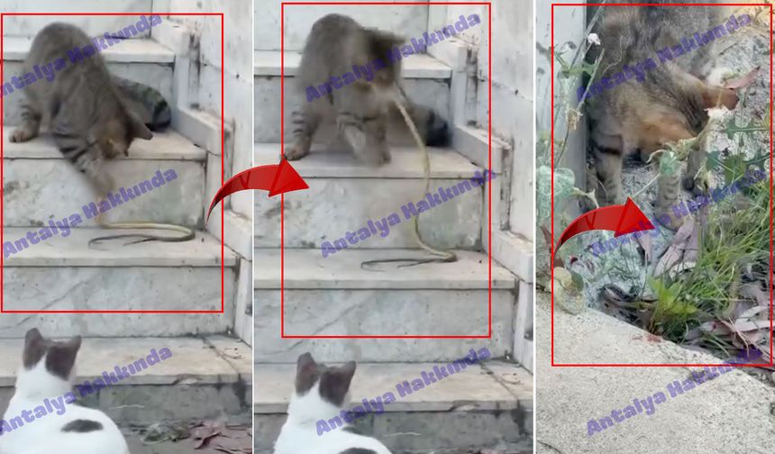 Antalya'da meraklı kedi ile yılanın karşılaşması kamerada!