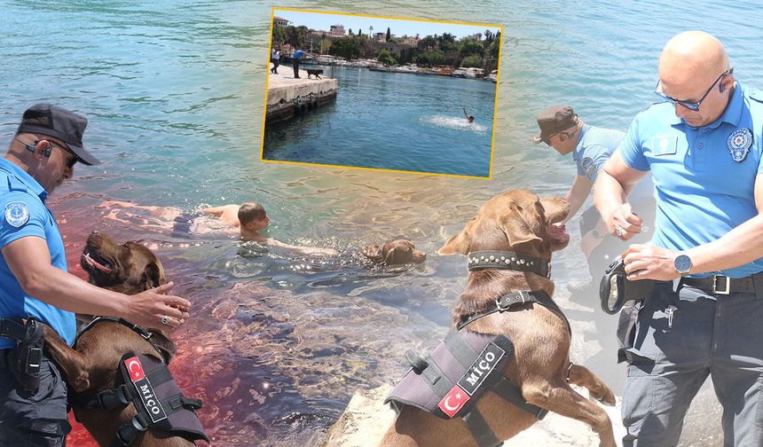 Antalya’nın kahraman köpeği Miço: Yardım çığlığını duyar duymaz denize atlıyor