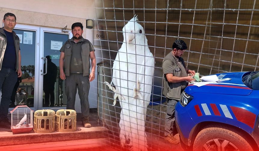 Antalya'da kafesteki keklik ve papağanlara el konuldu: Yasal süreç başlatıldı