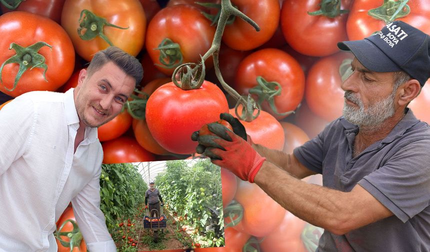 Antalya'da yazlık domates hasadı başladı: Üretici memnun, gözler fiyatlarda!