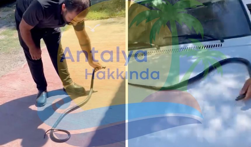 Antalya'da yılan paniği! Vatandaşlar tarafından yakalandı