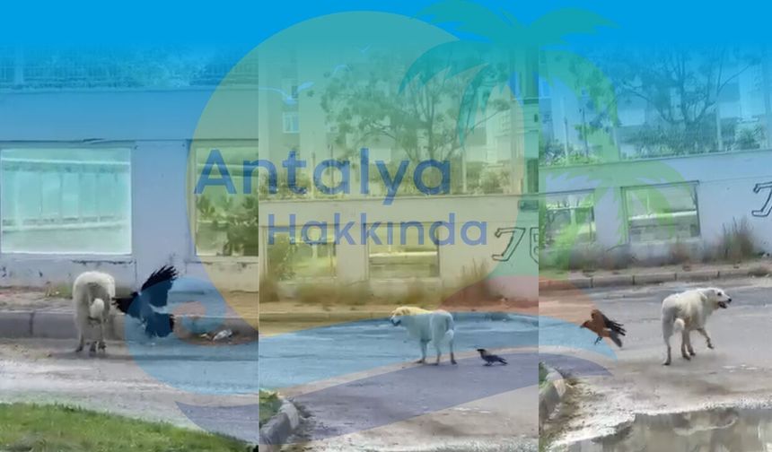 Antalya'da enteresan olay! Karga didikledi, köpek oralı olmadı