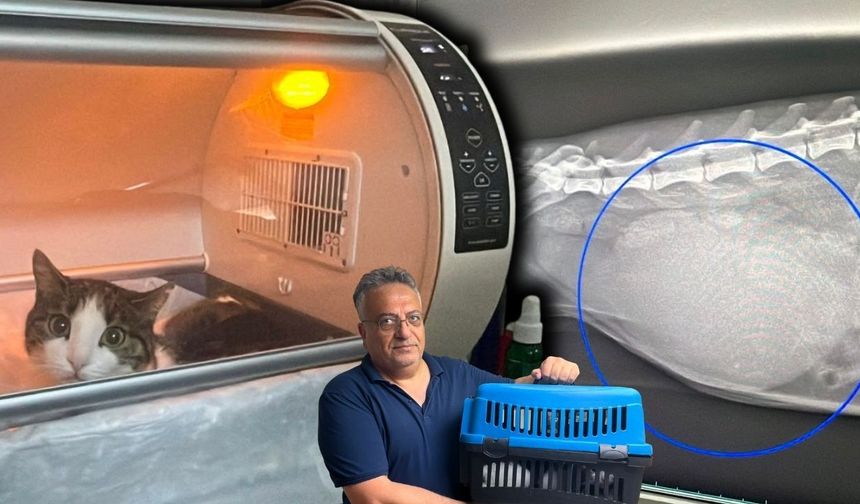 Alanya'da bir kedinin karnından yarım kiloya yakın kist çıkarıldı
